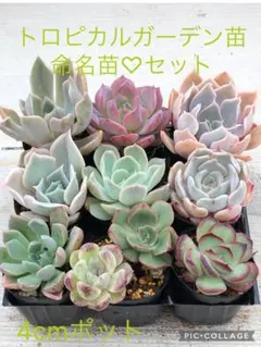 多肉植物 ロウルサンコ苗♡小苗セット - メルカリ