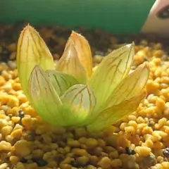 多肉植物 ハオルチア ムチカ錦 変異系 糊斑 巨大化 - メルカリ