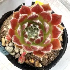 多肉植物 ジョビバルバヒルタエメラルドスプリング No.180【赤