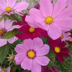 まゆにゃん様 リクエスト 2点 まとめ商品