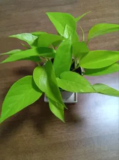 ホビット様 リクエスト 2点 まとめ商品