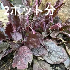 チビタ様 リクエスト 2点 まとめ商品