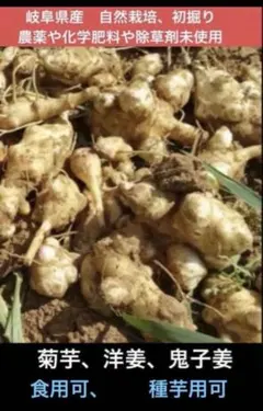 岐阜県産、不起耕自然栽培 安心安全な白菊芋、ランダム、1キロ以上