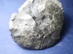 国産化石　淡路植物 標本－７６ 国産化石 淡路産 標本260707－33 - メルカリ