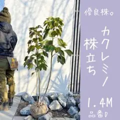 超逸品。イロハモミジ株立ち1.4M(鉢底から)品番A - メルカリ