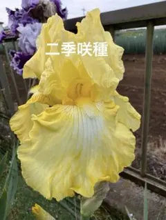 ジャーマンアイリス球根 スプラッターマターズ 3芽付き大球と小球