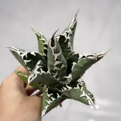 2025年最新】雪峰 アガベの人気アイテム - メルカリ