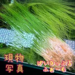 【大特価★株分け多数可】エリオカウロンsp.ソーシャルフェザーダスターのサムネイル