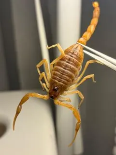 特定外来生物のイエローファットテールスコーピオン 標本 全長8cm程