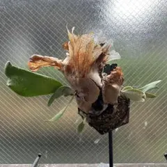 ラストTillandsia loliacea Ex. Chee Kin ミニ株 - メルカリ