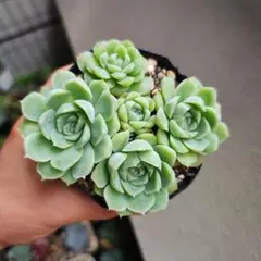 多肉植物 グロブローサ×ヒューミリス カット苗④ - メルカリ