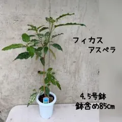 アロエ 多頭 ラモシシマ 4頭 実生苗 ビザールプランツ 珍奇植物