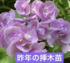 紫陽花　昨年の挿木苗　苗の撮影6/2(2)のサムネイル