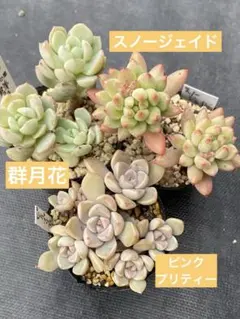 多肉植物3種セット　群月花他　抜き苗　エケベリア