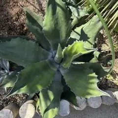 2026年最新】サルミアナの人気アイテム - メルカリ