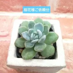 桜花様ご依頼分 宙 多肉 エケベリア