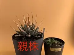 2026年最新】エボリスピナ 発根済の人気アイテム - メルカリ