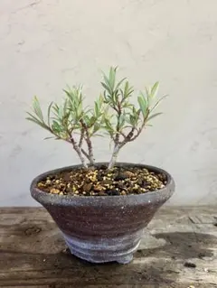 皐月(さつき)】