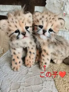 生後２０日♡チーターベビー♡赤ちゃん♡アートドール♡ぬいぐるみ♡