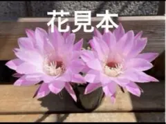 サボテン　花サボテン　子株　2個のサムネイル