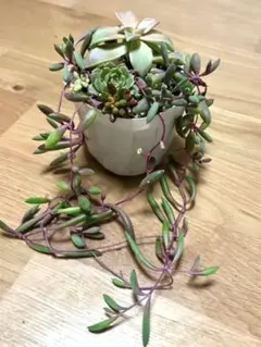 多肉植物 ルビーネックレス　虹の玉　オリビア　など