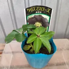 株式会社 水口組様 リクエスト 3点 まとめ商品