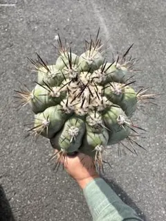 激レア コピアポア　FN付き実生苗　８苗セット 2025年最新】コピアポアの人気アイテム - メルカリ