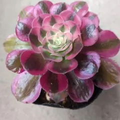 多肉植物 ⭐️アエオニウム シャネル⭐️韓国苗育成 抜き苗 d98 - メルカリ