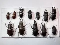 2025年最新】クワガタの人気アイテム - メルカリ