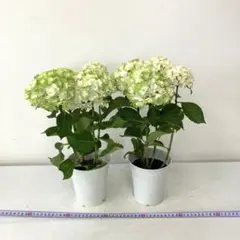 紫陽花 ハイドランジア エレスノ 5号鉢 さかもと園芸 - メルカリ