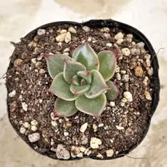 ベル様 リクエスト 3点 まとめ商品