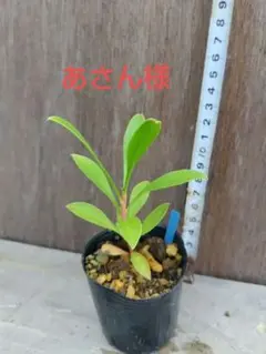 あさん様専用　キングプロテア、グランディセプス、ネリフォリアピンク苗　計３本