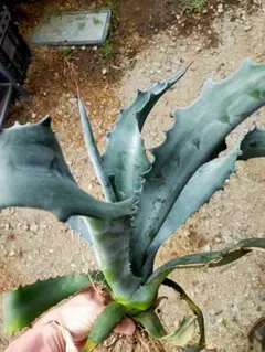 2025年最新】ファンキートゥースの人気アイテム - メルカリ