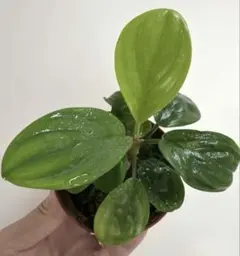 ホマロメナSillinder Leafのサムネイル