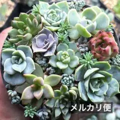 2026年最新】多肉 セットの人気アイテム - メルカリ