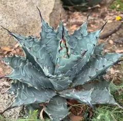 2026年最新】アガベ コロラータ ハイブリッドの人気アイテム - メルカリ