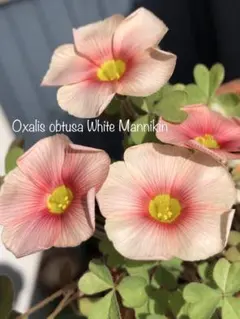 むぎあさり様 リクエスト 3点 まとめ商品