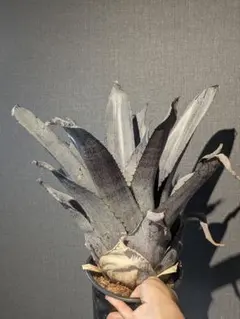 ブロメリア billbergia toneprai spot grow - メルカリ