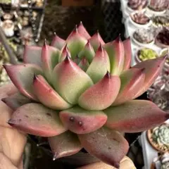 yukky様 リクエスト 4点 まとめ商品