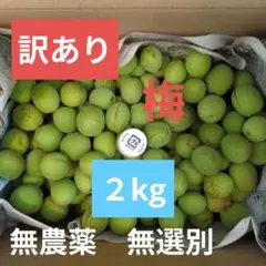 【訳あり】梅　梅仕事　岩手県産　２kg　⑨のサムネイル