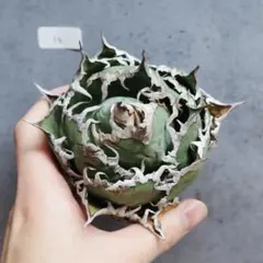 パルパレーパ様 リクエスト 5点 まとめ商品