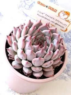 エレガンスラパス×中里リンゼアナ札付きポットごとメルカリ便ルイパパ