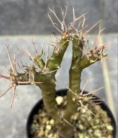 MM3 アデニア アクレアータ 塊根植物 コーデックス - メルカリ