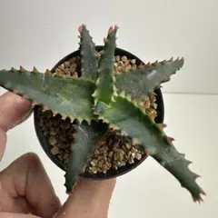 アロエハイブリッド Aloe Hybrid A_054 - メルカリ