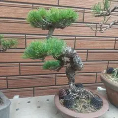 2025年最新】銀八房五葉松の人気アイテム - メルカリ