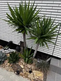 2025年最新】観葉植物 ユッカ エレファンティペスの人気アイテム