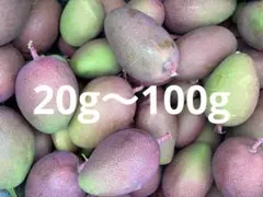 摘果マンゴー 10kg - メルカリ