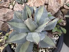 2026年最新】アガベ 吉祥天の人気アイテム - メルカリ