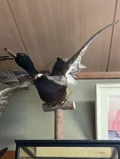 オスのマガモの剥製のサムネイル