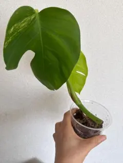 美斑・成長点あり】斑入りモンステラ ボルシギアナ オーレア（黄斑）茎